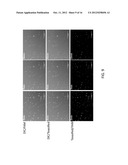 MONITORING RECOMBINASE POLYMERASE AMPLIFICATION MIXTURES diagram and image