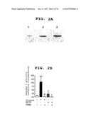 INDICATOR AGENT FOR NONINFLAMMATORY STRESS RESPONSE AND USE THEREOF diagram and image