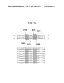 I-CREI MEGANUCLEASE VARIANTS WITH MODIFIED SPECIFICITY, METHOD OF     PREPARATION AND USES THEREOF diagram and image