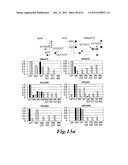 I-CREI MEGANUCLEASE VARIANTS WITH MODIFIED SPECIFICITY, METHOD OF     PREPARATION AND USES THEREOF diagram and image