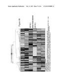 siRNA Targeting Kinase Insert Domain Receptor (KDR) diagram and image