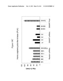 siRNA Targeting Kinase Insert Domain Receptor (KDR) diagram and image