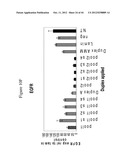 siRNA Targeting Kinase Insert Domain Receptor (KDR) diagram and image