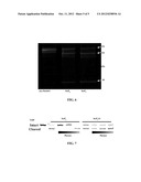 INOSITOL HEXAKISPHOSPHATE ANALOGS AND USES THEREOF diagram and image