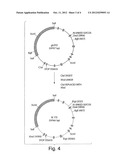 EXPRESSION OF SECRETED HUMAN ALPHA-FETOPROTEIN IN TRANSGENIC ANIMALS diagram and image