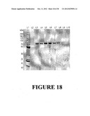 AFFINITY LIGANDS AND METHODS FOR PROTEIN PURIFICATION diagram and image