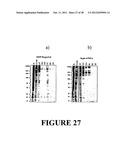 AFFINITY LIGANDS AND METHODS FOR PROTEIN PURIFICATION diagram and image