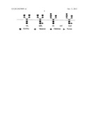 MONOCLONAL ANTIBODIES WITH ENHANCED ADCC FUNCTION diagram and image