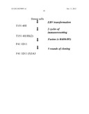 MONOCLONAL ANTIBODIES WITH ENHANCED ADCC FUNCTION diagram and image