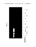 SOLUTIONS, METHODS AND KITS FOR DEACTIVATING NUCLEIC ACIDS diagram and image