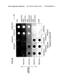 DETECTING CROSSTALK ON A DISPLAY SURFACE COMPARTMENTALIZED INTO DISPLAY     REGIONS BY IMAGE PATTERNS CONTAINED IN AN INPUT IMAGE SIGNAL TO A DISPLAY     DEVICE diagram and image