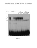 Single Stranded DNA Aptamers Binding NF-kB/RelA diagram and image
