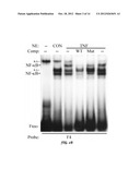 Single Stranded DNA Aptamers Binding NF-kB/RelA diagram and image