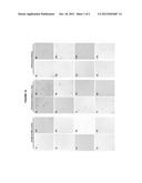 Use of Mesenchymal Stem Cells for Treating Genetic Disease and Disorders diagram and image