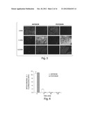 Compositions And Method For Tissue Preservation diagram and image