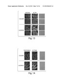 Compositions And Method For Tissue Preservation diagram and image