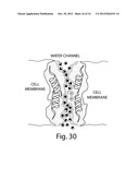 Compositions And Method For Tissue Preservation diagram and image