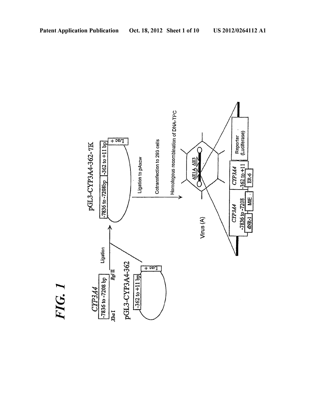 METHOD OF MEASURING HUMAN CYP3A INDUCIBILITY - diagram, schematic, and image 02