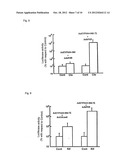 METHOD OF MEASURING HUMAN CYP3A INDUCIBILITY diagram and image