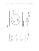 METHODS AND COMPOSITIONS FOR NUCLEIC ACID AMPLIFICATION diagram and image