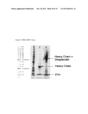 MHC PEPTIDE COMPLEXES AND USES THEREOF IN INFECTIOUS DISEASES diagram and image