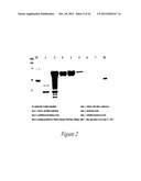 NOVEL GINSENOSIDE GLYCOSIDASE DERIVED FROM THE GENUS TERRABACTER, AND USE     THEREOF diagram and image