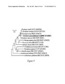 NOVEL GINSENOSIDE GLYCOSIDASE DERIVED FROM THE GENUS TERRABACTER, AND USE     THEREOF diagram and image