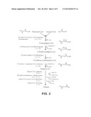 MICROORGANISMS FOR THE PRODUCTION OF ADIPIC ACID AND OTHER COMPOUNDS diagram and image