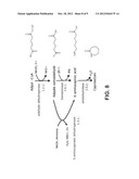 MICROORGANISMS FOR THE PRODUCTION OF ADIPIC ACID AND OTHER COMPOUNDS diagram and image