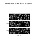 COMPOUNDS AND METHODS FOR INHIBITING THE METASTASIS OF CANCER CELLS diagram and image