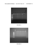 RESPIRATORY SYNCYTIAL VIRUS EXPRESSION VECTORS diagram and image