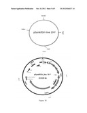 RESPIRATORY SYNCYTIAL VIRUS EXPRESSION VECTORS diagram and image