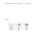 ASSAY FOR ORAI CALCIUM CHANNEL REGULATORS diagram and image