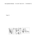 ASSAY FOR ORAI CALCIUM CHANNEL REGULATORS diagram and image