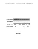 IDENTIFICATION AND TREATMENT OF CANCER SUBSETS diagram and image