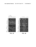 METHODS AND COMPOSITIONS RELATING TO ZPA POLYPEPTIDES diagram and image