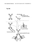 COMPLEX OF BI-SPECIFIC ANTIBODY AND DIGOXIGENIN CONJUGATED TO A     THERAPEUTIC OR DIAGNOSTIC AGENT diagram and image