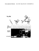 COMPLEX OF BI-SPECIFIC ANTIBODY AND DIGOXIGENIN CONJUGATED TO A     THERAPEUTIC OR DIAGNOSTIC AGENT diagram and image