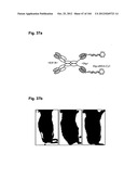 COMPLEX OF BI-SPECIFIC ANTIBODY AND DIGOXIGENIN CONJUGATED TO A     THERAPEUTIC OR DIAGNOSTIC AGENT diagram and image