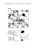 COMPLEX OF BI-SPECIFIC ANTIBODY AND DIGOXIGENIN CONJUGATED TO A     THERAPEUTIC OR DIAGNOSTIC AGENT diagram and image