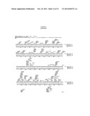 POLYPEPTIDES THAT HOME TO ATHEROSCLEROTIC PLAQUE diagram and image