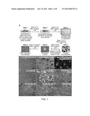 METHODS OF GENERATING NEURAL STEM CELLS diagram and image