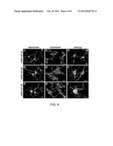 METHODS OF GENERATING NEURAL STEM CELLS diagram and image