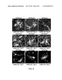 METHODS OF GENERATING NEURAL STEM CELLS diagram and image