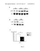 Method for Enhancing Pancreatic Beta Cell Proliferation, Increasing Serum     Insulin Concentration, Decreasing Blood Glucose Concentration And     Treating And/Or Preventing Diabetes diagram and image