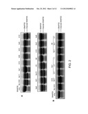 Anti-Botulinum Neurotoxin a Single Domain Antibody Antibodies diagram and image