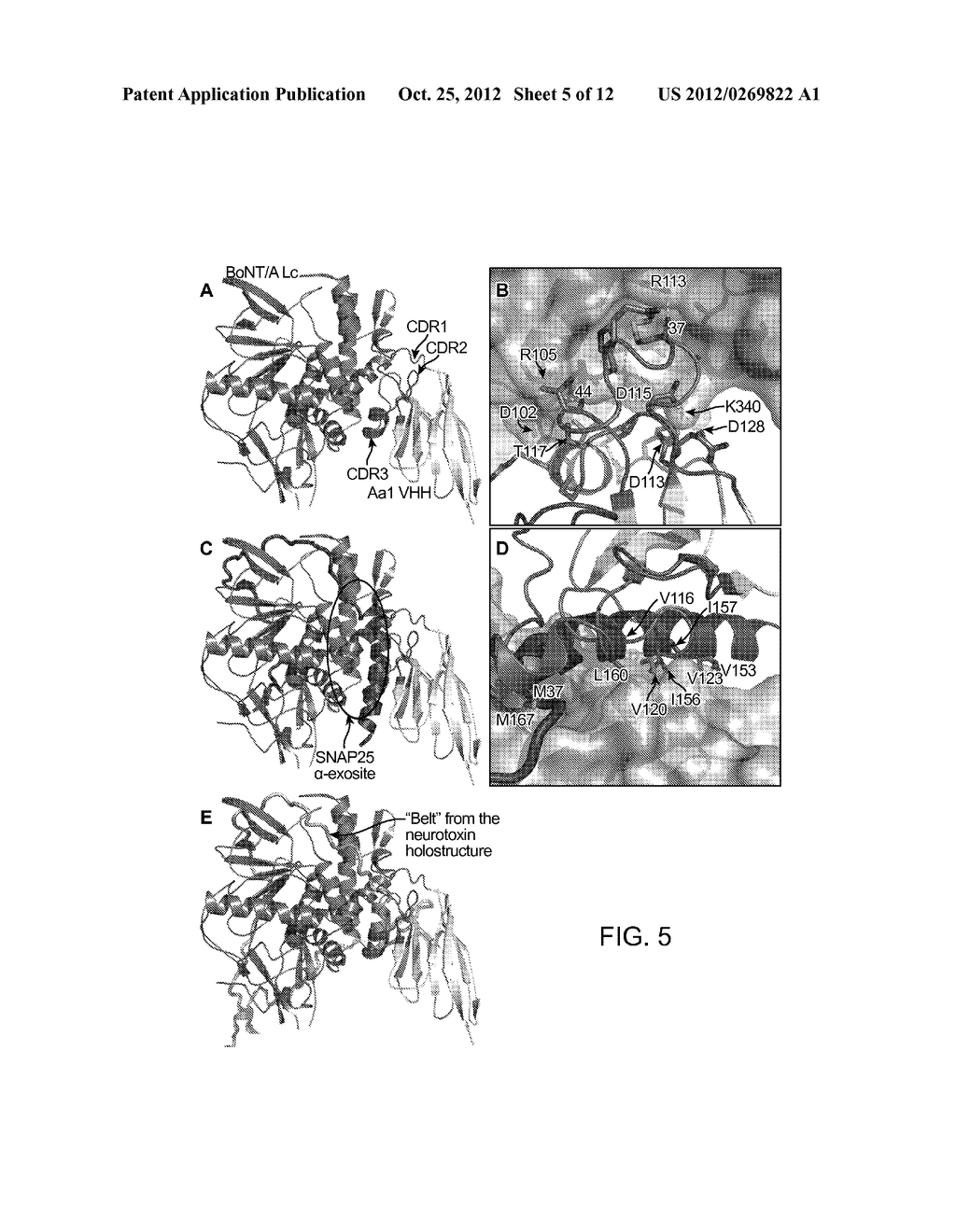 Anti-Botulinum Neurotoxin a Single Domain Antibody Antibodies - diagram, schematic, and image 06