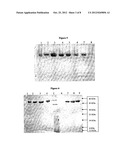 STABLE IMMUNOGENIC PROTEIN HAVING MULTIPLE CYSTEINES MOLECULES PROCESS     THEREFOR  AND COMPOSITION THEREOF diagram and image