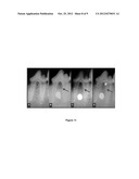 POROUS MATERIALS COATED WITH CALCIUM PHOSPHATE AND METHODS OF FABRICATION     THEREOF diagram and image