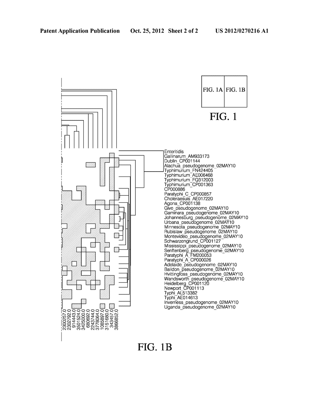 COMPOSITIONS AND METHODS FOR DETECTING AND IDENTIFYING SALMONELLA ENTERICA     STRAINS - diagram, schematic, and image 03